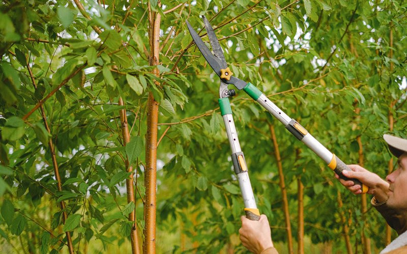 Tree trimming in Fort Rock, OR